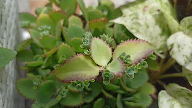 Mother of Thousands leaves featuring tiny plantlets along the edges, showcasing unique patterns, vivid green tones, and striking natural propagation details.
