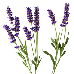 Naklejka premium Lavender Flowers Isolated on White Background