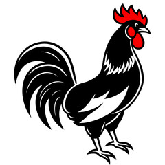 rooster isolated on white background