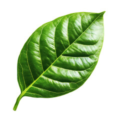 Obraz premium Green Leaf Isolated on White Background