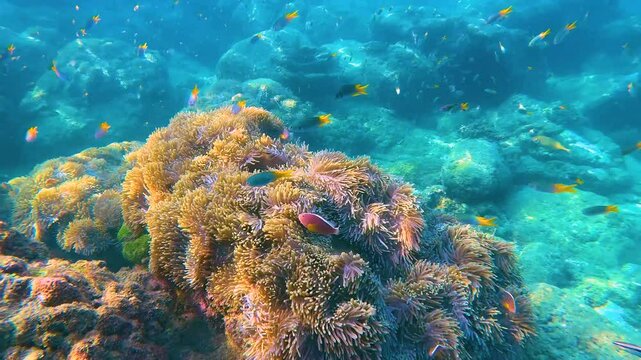 Polyps poisonous anemones tentacles schools of small orange and black fish in tropical seas exotic marine. Underwater coral reef float habitat diving 