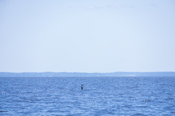 Obraz premium Cormorant sitting on dead tree in Toledo Bend Reservoir, Texas