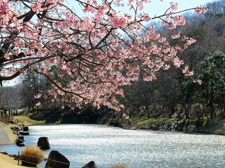 おもむきある満開の桜　穏やかな春の日