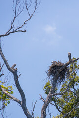 Osprey and offspring in a nest 