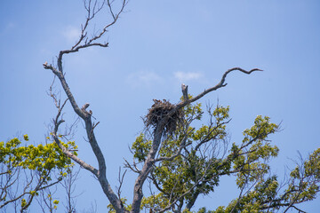 Osprey and offspring in a nest 