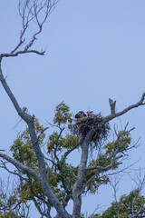 Osprey and offspring in a nest 