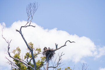 Osprey and offspring in a nest 