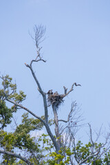 Osprey and offspring in a nest 