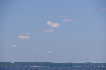 Great egret flying over Toledo Bend Reservoir, Texas