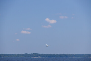 Great egret flying over Toledo Bend Reservoir, Texas