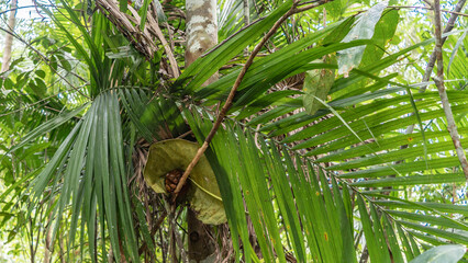 A tiny tarsier Carlito syrichta lurked in the afternoon under a large green leaf on a branch. The huge eyes are open. The background is tropical vegetation. Philippines. Bohol. Tarsier Sanctuary.