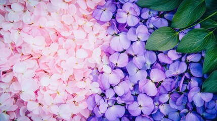 Fototapeta premium Vibrant Pink Purple Flower Petals Background