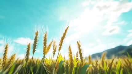 Obraz premium Golden Wheat Field Sunny Sky Agriculture Nature Landscape Photography