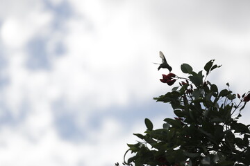 COLIBRÍ