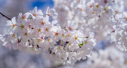 Obraz premium Spring background. Blossom tree branch with white flowers. Spring flowers. White flowers the fruit tree. The sakura. Cherry blossom trees in bloom. Blooming apple tree in the spring garden.