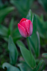 Beautiful tulip flowers and close-up