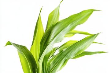 Fototapeta premium Vibrant Green Leaves Isolated on White Background