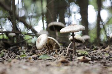 HONGOS