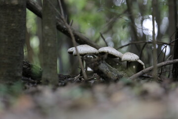 HONGOS