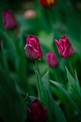 Beautiful tulip flowers and close-up