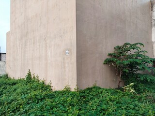 bushes and wild plants against the background of a high wall behind the house in 3 dimensions (length, width, and height)