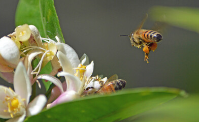 Closeup of a flying western honeybee, her pollen baskets full while anothers bottom can bee seen on a Lime tree flower in Central Florida