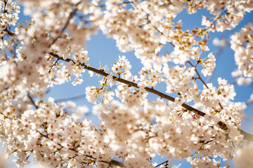 Sunny Spring Day. Spring background of branches of a blossoming tree on blue sky. Cherry blossoms trees in spring. White plum blossom, beautiful white flowers, plum branch. Bloom on branch.
