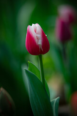 Beautiful tulip flowers and close-up