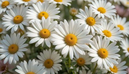 Fototapeta premium Daisy Dreams: Nature’s Embrace