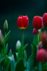 Fototapeta premium Beautiful tulip flowers and close-up