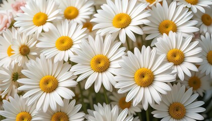 Fototapeta premium Daisy Dreams: Nature’s Embrace