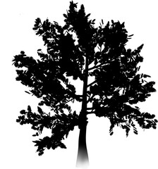 Silhouette of trees