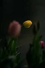 Beautiful tulip flowers and close-up