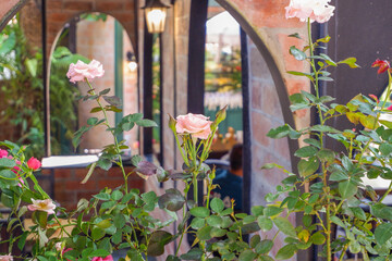 Multicolored rose in flower garden,Сolorful roses in rose garden and wooden window,English roses...