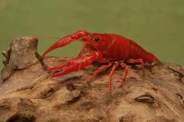A freshwater crayfish is hunting for prey in a rotten tree trunk washed away by river water. This aquatic animal has the scientific name Cherax quadricarinatus.

