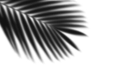 Aestethic Shadow Background