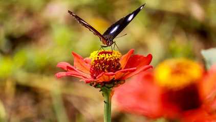 Black and white butterfly insect. Black wing butterfly is one of the most common butterflies in Indonesia.
close-up of bright red Peruvian zinnia flower - Zinnia peruviana