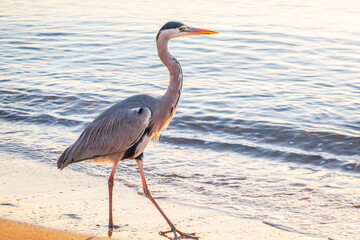 A heron hunting in the sea. Grey heron on the hunt