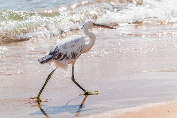 White Western Reef Heron (Egretta gularis) at Sharm el-Sheikh beach, Sinai, Egypt