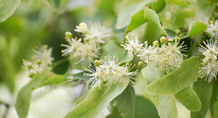 Linden tree blooming with delicate white flowers in spring