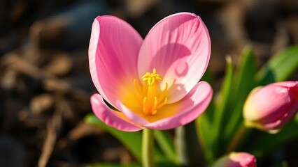Delicate spring bulb with rose-pink petals and golden anther, Zephyranthes, nature