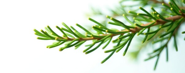 Single isolated cypress branch with a few loose needles and greenery, isolation, cypress tree, single