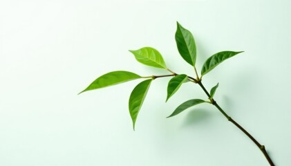Obraz premium Single isolated stem on white background with leaves, simplicity, calm, greenery