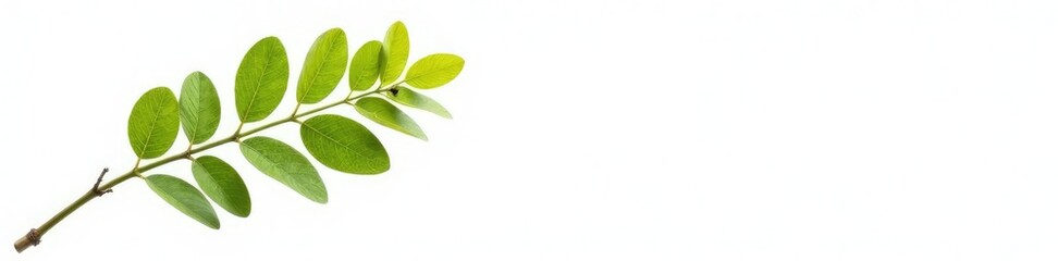 Fototapeta premium Single isolated tree branch against bright white background, natural, white background