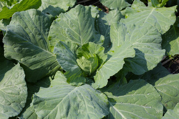 Naklejka premium Green cabbages plants. Organic farming.