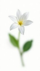 Naklejka premium Single jasmine flower in isolation on a white background, isolated, delicate