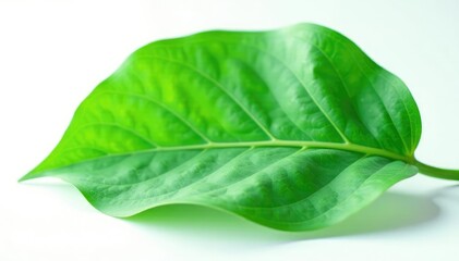 Obraz premium Single large leaf on white background with veins, simple, large, foliage