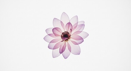 Obraz premium Soft light illuminates delicate pink flower petals subtly layered creating ethereal beauty. AI Generated