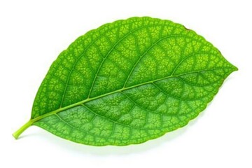 Single leaf isolated on white background with intricate veins and texture details, detail, single