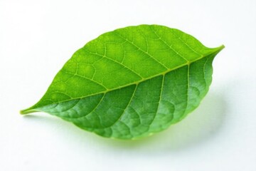 Fototapeta premium Single leaf isolated on white background with subtle texture, plant, nature, foliage